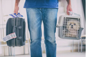 Pet and Owner transfer between Paris & London | Pet Moves