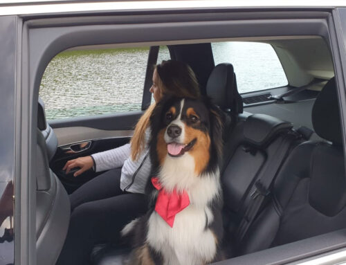 Pet Chauffeur