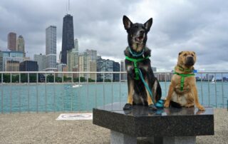 Moving your pet from Chicago to The UK