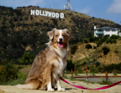 Moving Your Pet from LA to the UK with Pet Moves