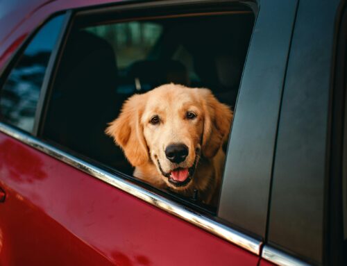 Travelling With Your Pet With Pet Moves