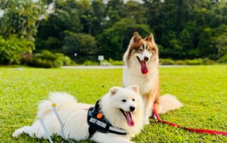 Pet travel from Singapore