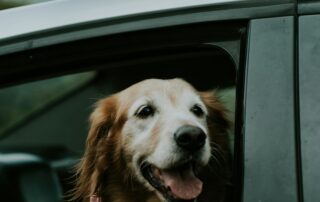 why choose pet travel insurance