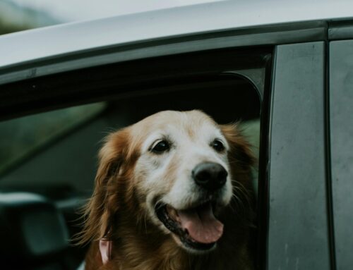 Why Choose Pet Travel Insurance?