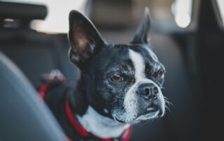 Pet travel from Utah to the UK