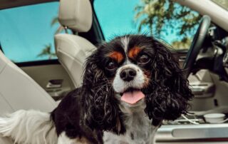 Pet travel from Utah to the UK