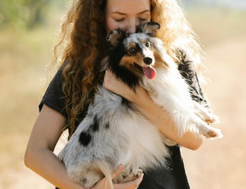 Easy Pet Travel: Pet Moves Making Pet Travel Hassle Free