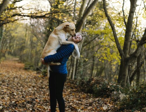 Travelling with Dogs to Europe