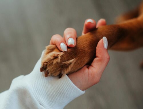 Travel Next to Your Pet