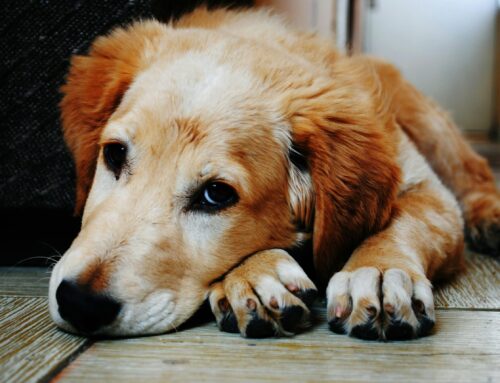 Dog Travel to the UK