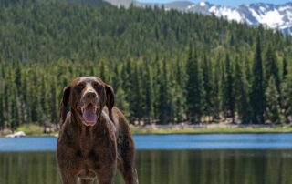 Easy pet travel from USA to the UK