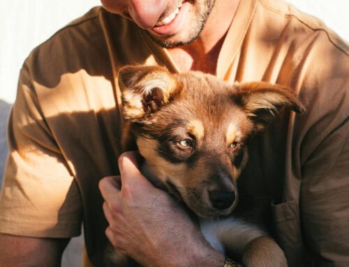 How to Travel With Your Pet
