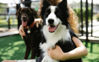 Pet transport near me
