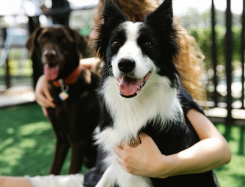 Pet Transport Near Me