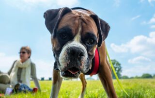 Dog travel from America