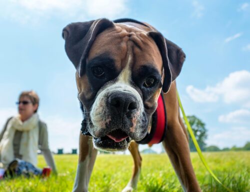 Dog Travel From America