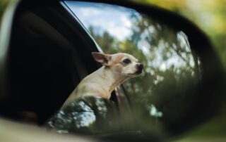 Pet travel from Dubai