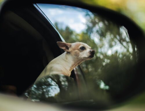 Pet Travel From Dubai
