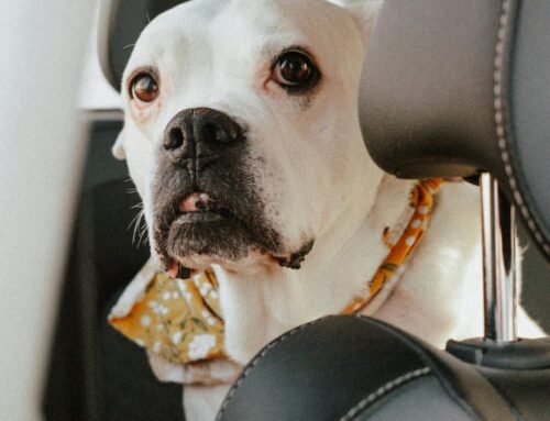 UAE to United Kingdom: Navigating Pet Travel