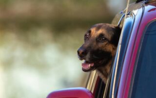 Pet travel from Saudi Arabia