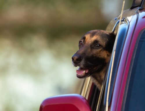 Pet Travel From Saudi Arabia