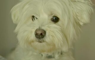 Dog travel from the USA