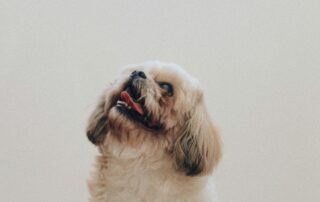 Pet travel from China to the UK