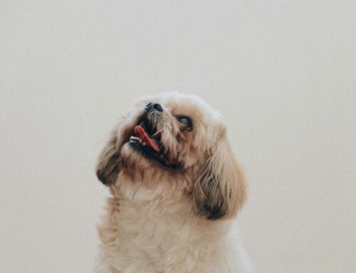 Pet Travel From China to the UK
