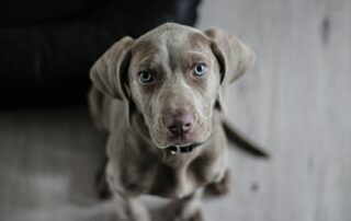 Pet travel from Australia to the UK