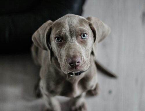 Pet Travel From Australia to the UK