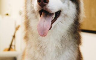 Pet travel from China